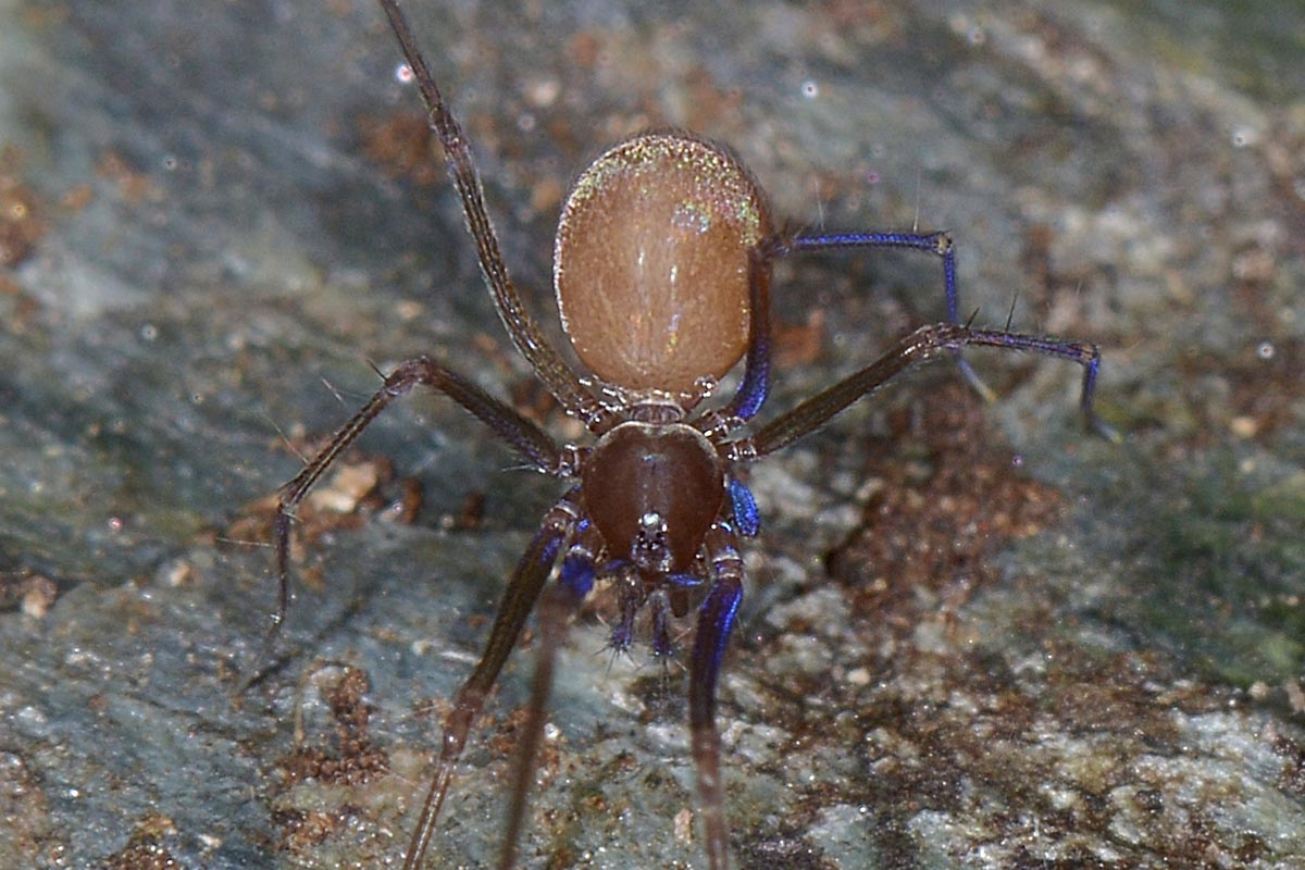 Leptoneta sp. - Avigliana (TO)